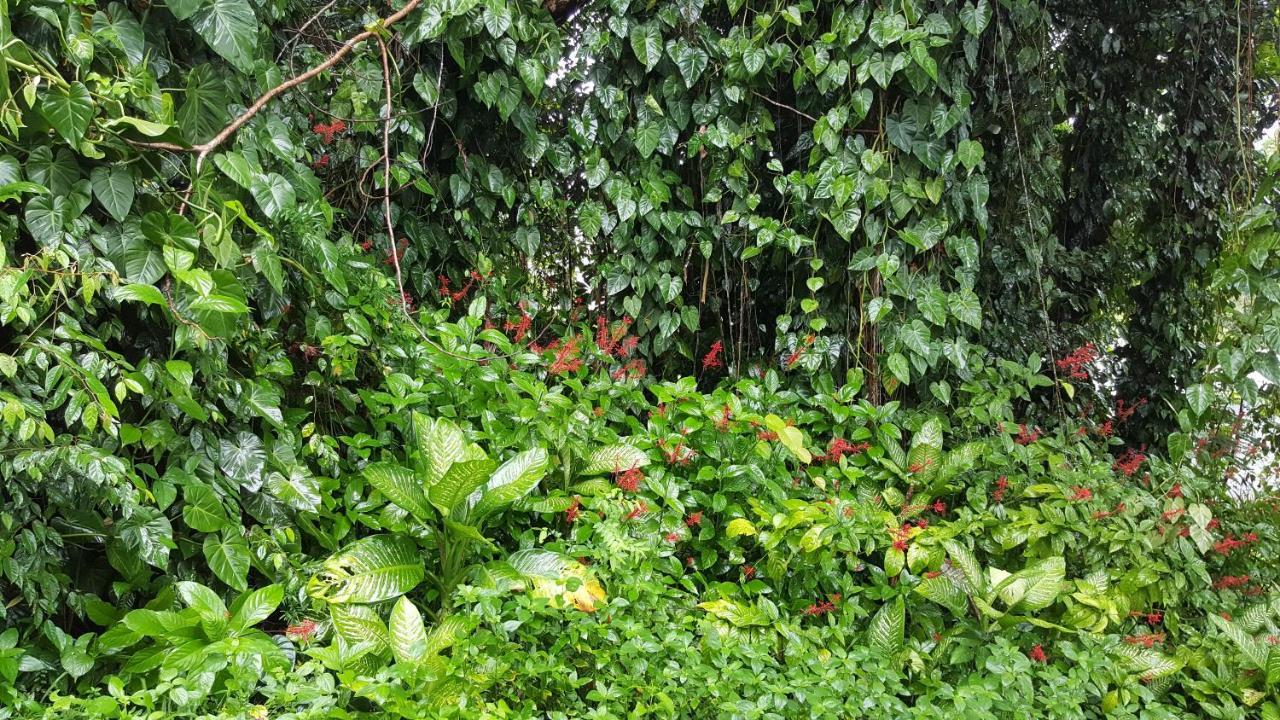 巴比纳地区旅馆 Babinda 外观 照片